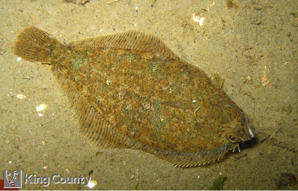 Photo of Citharichthys stigmaeus
